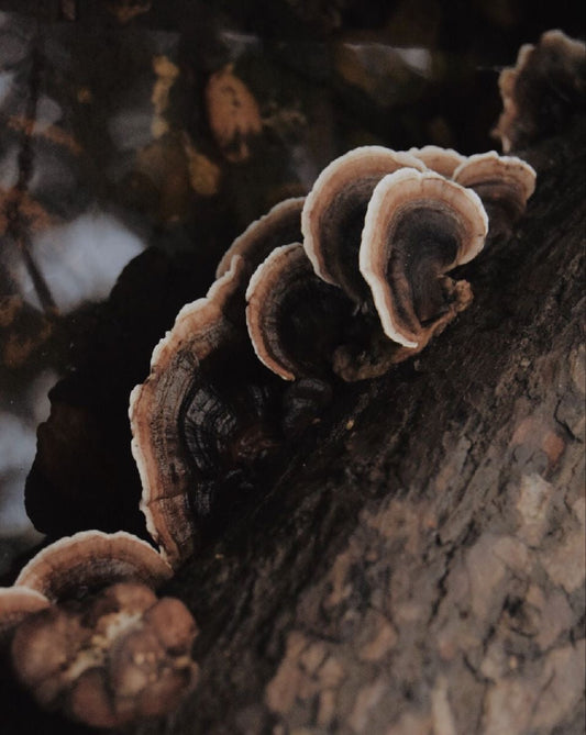 Unlocking the Secrets of the "Mushroom of Immortality": Exploring the Benefits of Reishi